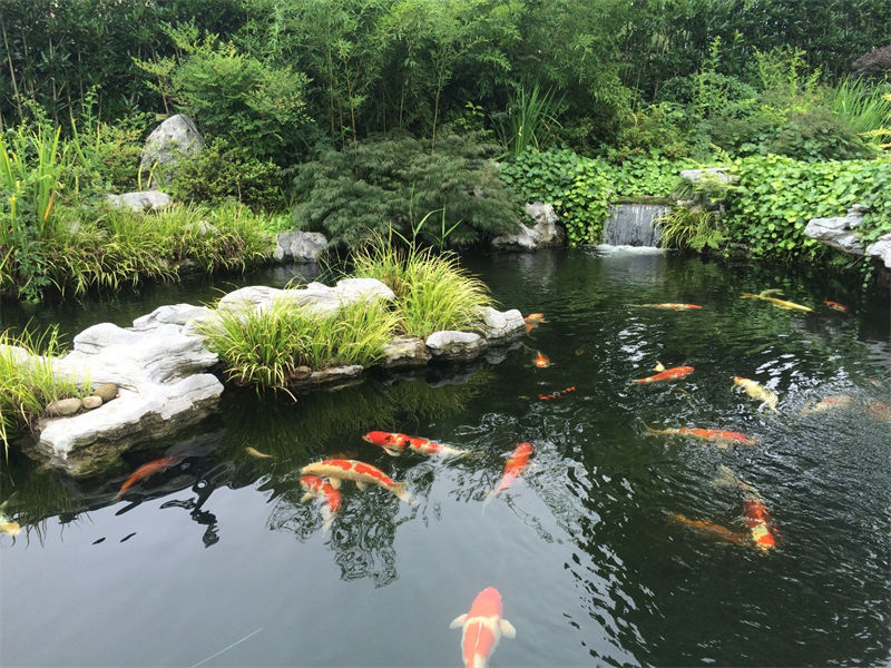 金华锦鲤鱼池