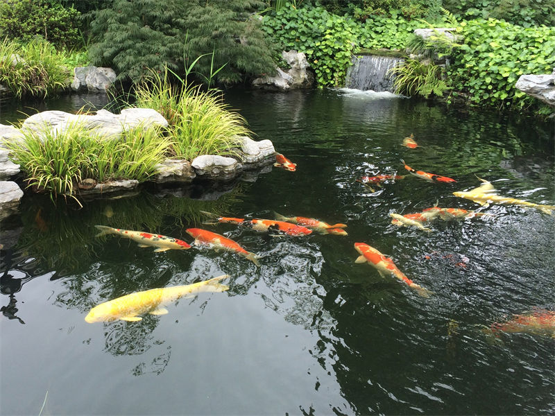 金华锦鲤鱼池