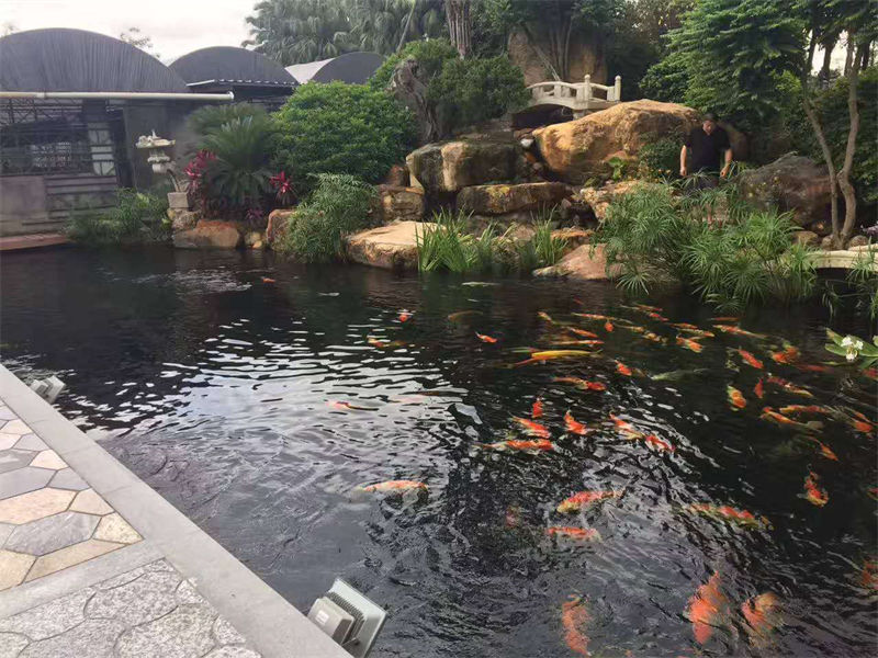 金华锦鲤鱼池